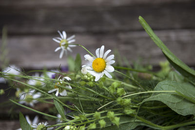 Close-up of fresh white daisy flowers