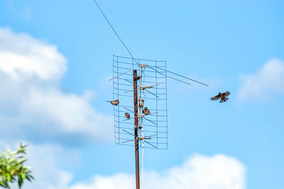 Low angle view of birds flying against sky