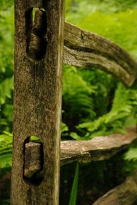 Close-up of wooden tree trunk