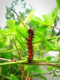 Close-up of insect on leaf