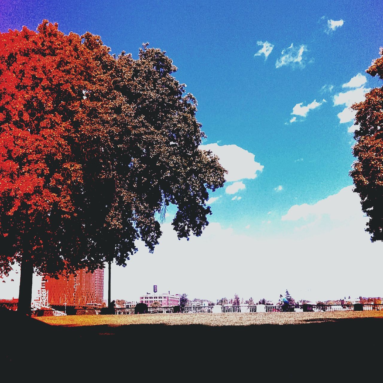 Bäume und himmel