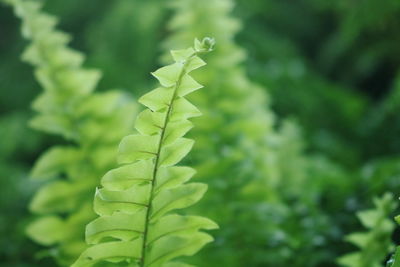 Close-up of fresh green plant