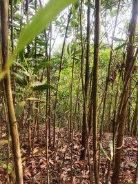 Bamboo trees in forest