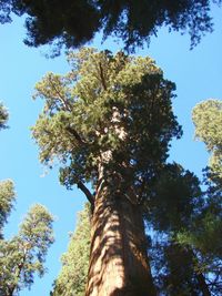 Low angle view of tree against sky