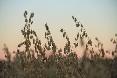 Close-up of plants growing on field