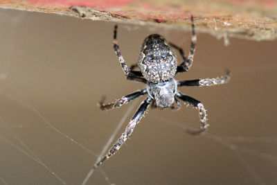 Close-up of spider on web