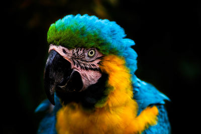 Close-up of a parrot