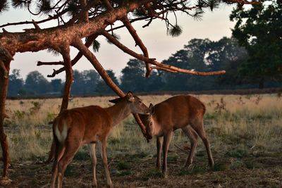 Deer standing on field