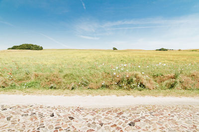 Scenic view of field against clear sky