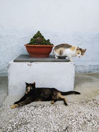 Cat sitting on a wall