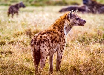 Hyena waiting