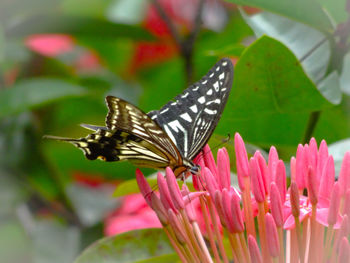 Close-up of butterfly pollinating on pink flower