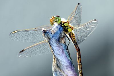 Close-up of dragonfly on twig