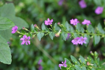 Close-up of pink flowering plant