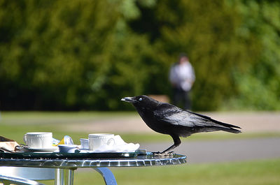 Close-up of bird perching outdoors