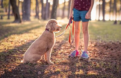 Low section of child with dog in the sunshine