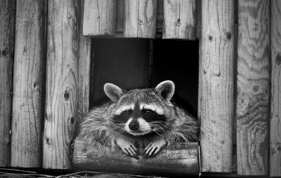 Portrait of raccoon relaxing in wooden house