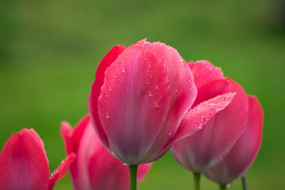 Close-up of pink tulip