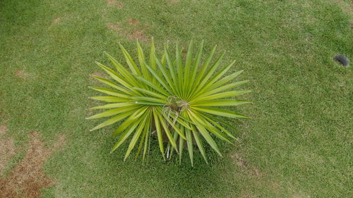 High angle view of succulent plant