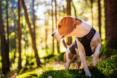 Dog looking away in forest