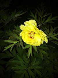 Close-up of yellow flower