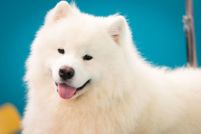 Close-up of a white dog