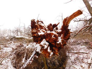 Bare trees on snow covered landscape