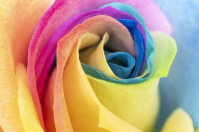 Close-up of rose bouquet