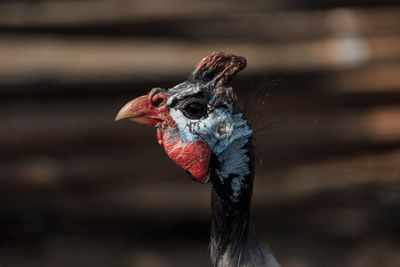 Close-up of bird