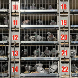 Full frame shot of  cage filled with pigeons