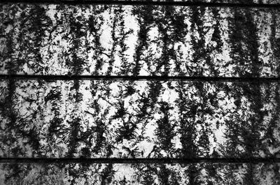 Low angle view of tree