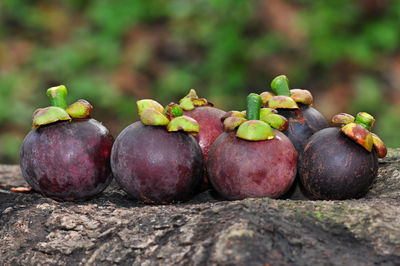 Close-up of fruits growing on wood