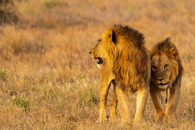 Lions on field in forest