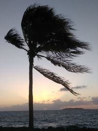Silhouette tree by sea against sky during sunset