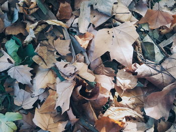 Full frame shot of dry leaves on field