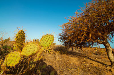 Prickly pear cactus on field against clear blue sky