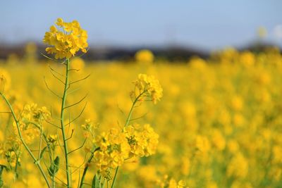 Close-up of fresh yellow flowers in field