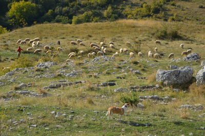 Flock of birds on field