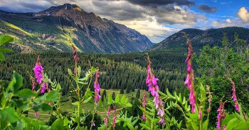 Purple flowering plants on land against mountains