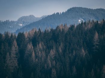 Panoramic view of trees and mountains against sky