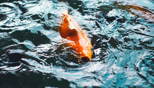 High angle view of koi carps swimming in lake