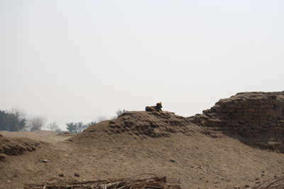 View of a horse on rock
