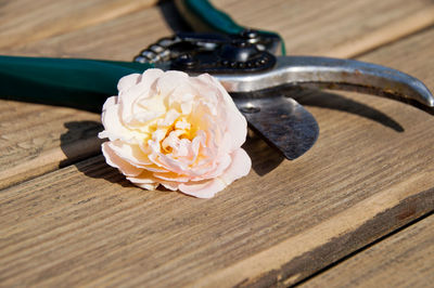 Close-up of rose and pruning shears on wooden table