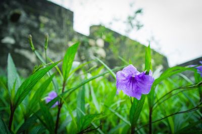 Close-up of iris blooming outdoors