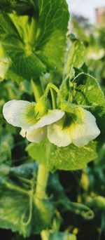 Close-up of yellow flowering plant