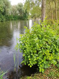 Plants growing by lake