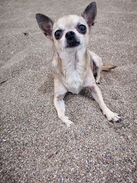 High angle portrait of a dog