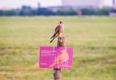 Close-up of bird perching on sign