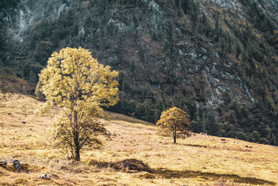 Tree in forest