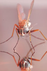 Close-up of spider